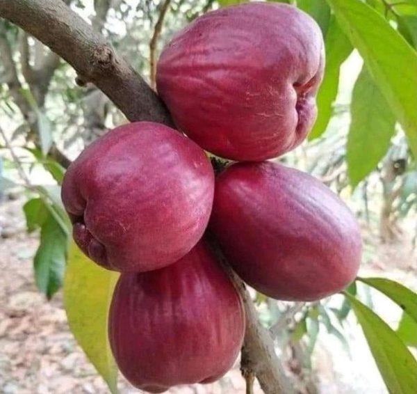 jual pohon buah Bibit Buah Jambu Jamaika Giant Okulasi Seram Bagian Barat