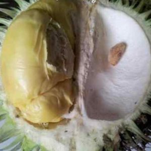jual pohon buah Bibit Buah Langka Durian Karatungan Asli Kalimantan Banyumas
