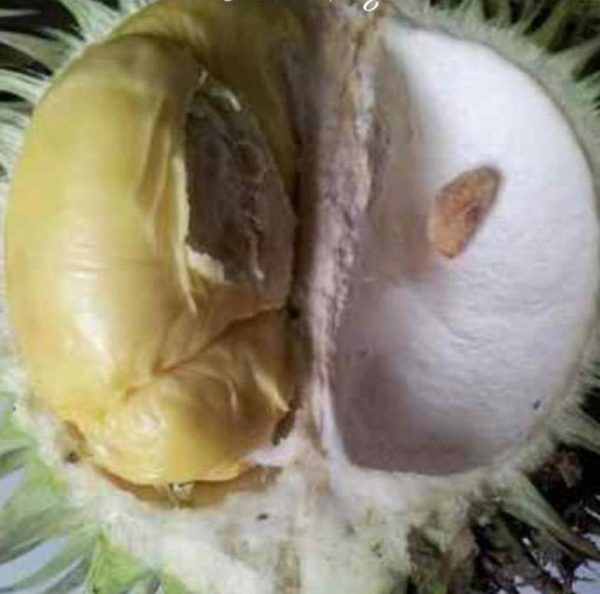 jual pohon buah Bibit Buah Langka Durian Karatungan Asli Kalimantan Banyumas