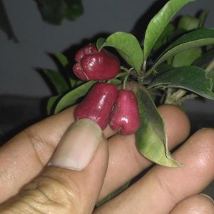 jual pohon buah Bibit Buah Langka Pohon Jambu Lili Pili Mikro Import Serdang Bedagai