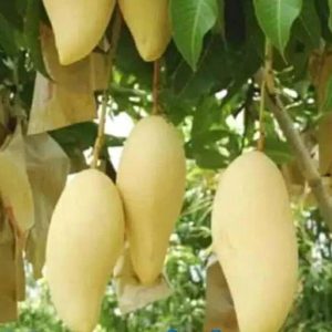 jual pohon buah Bibit Buah Mangga Chokanan Okulasi Kotawaringin Barat