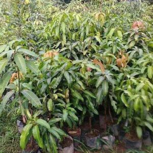 jual pohon buah Bibit Buah Mangga Chokanan Okulasi Tana Toraja