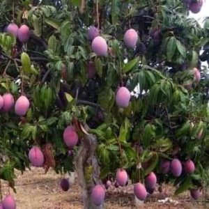 jual pohon buah Bibit Buah Mangga Irwin Hasil Okulasi Unggul Jakarta Selatan