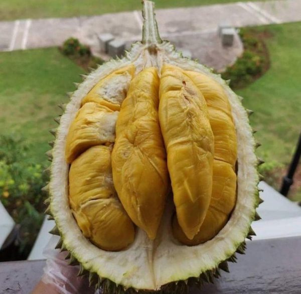 jual pohon buah Bibit Buah Murah Durian Musangking Kaki Tiga Unggul Banggai