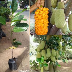 jual pohon buah Bibit Buah Nangka Nangkadak Genjah Hasil Kawin Silang Dan Cempedak Nias Barat