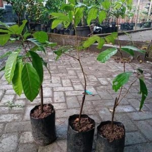 jual pohon buah Bibit Buah Rambutan Rafia Unggul Okulasi Kepulauan Aru