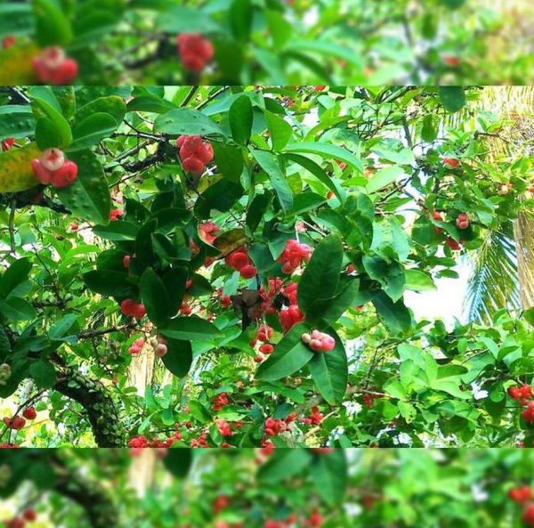 jual pohon buah Bibit Buah Tabulampot Pohon Jambu Air Kancing Merah Tabulapot Mahakam Ulu