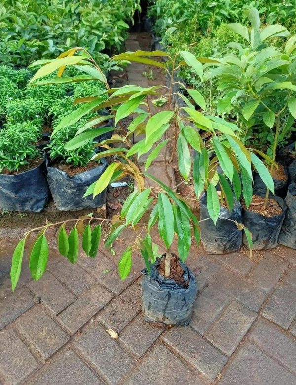 jual pohon buah Bibit Duren Montong Ready Stock Cangkok Tanaman Pohon Buah Durian Musang King Medan Palu Bawor Termurah Padang