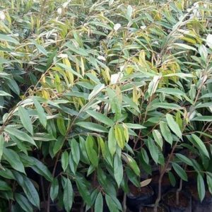 jual pohon buah Bibit Duren Montong Tanaman Durian Monthong Pohon Cane Buah Super Keerom