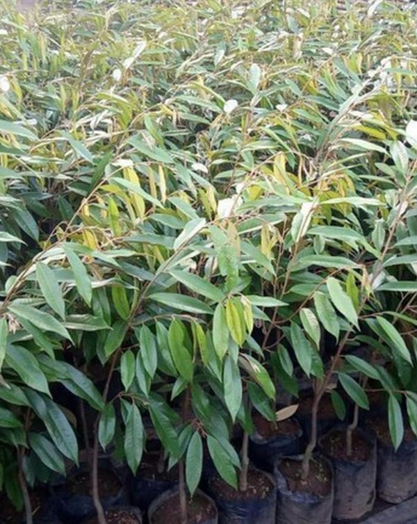 jual pohon buah Bibit Duren Montong Tanaman Durian Monthong Pohon Cane Buah Super Keerom