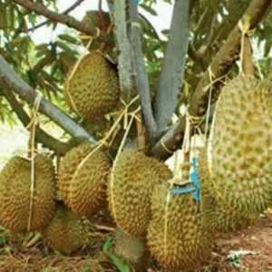 jual pohon buah Bibit Durian Bawor Kirim Terpercaya Kaki Tiga Kutai Barat
