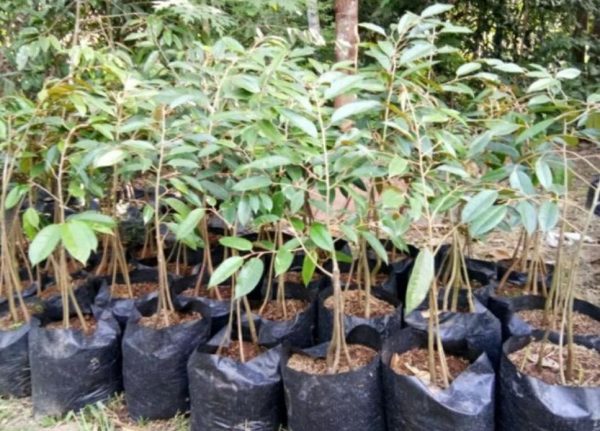 jual pohon buah Bibit Durian Bawor Sedling Bangli