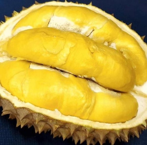 jual pohon buah Bibit Durian Bawor Super Unik Okulasi Barito Selatan