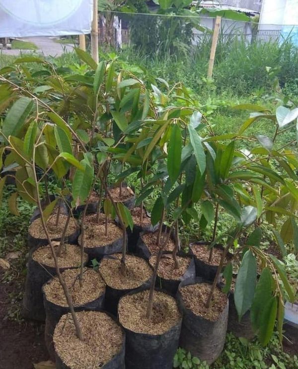 jual pohon buah Bibit Durian Cangkok Tanaman Buah Merah Okulasi Unggul Steak Banyuwangi