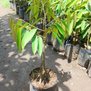 jual pohon buah Bibit Durian Cangkok Tanaman Buah Musang King Tambulapot Okulasi Unggul Steak Probolinggo