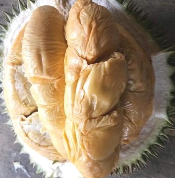jual pohon buah Bibit Durian Duri Hitam Black Thron Ochee Original Bungo
