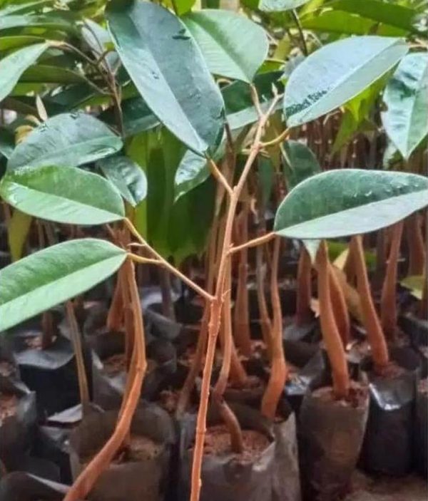 jual pohon buah Bibit Durian Duri Hitam Terlaris Montong Dan Musangking Kaki Tunggal Grosir Pasaman
