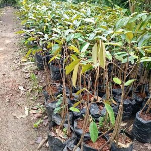 jual pohon buah Bibit Durian Montong Musangking Pandeglang