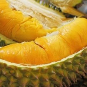 jual pohon buah Bibit Durian Montong Okulasi Cepat Buah Subulussalam