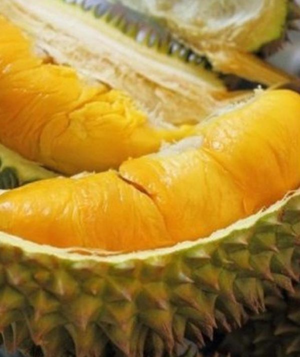 jual pohon buah Bibit Durian Montong Okulasi Cepat Buah Subulussalam