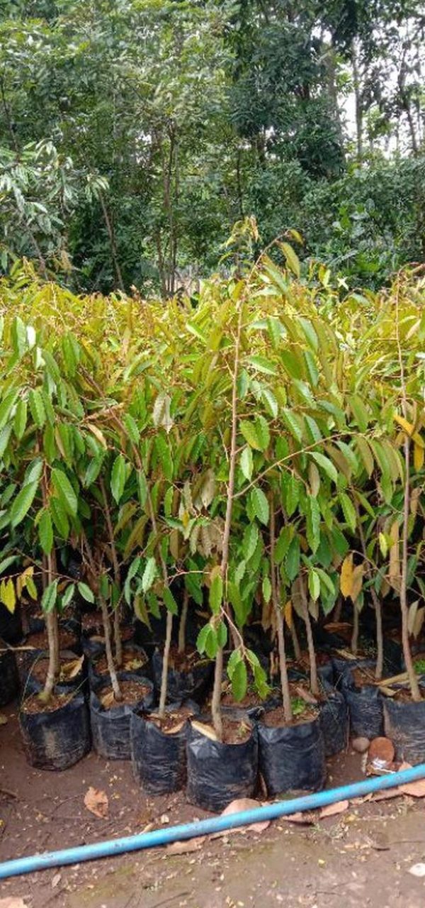 jual pohon buah Bibit Durian Musangking Okulasi Bukittinggi
