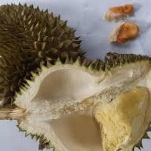 jual pohon buah Bibit Durian Namlung Comasi Kualitas Super Simeulue