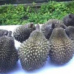 jual pohon buah Bibit Durian Namlung Comasi Kualitas Super Subang