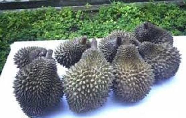 jual pohon buah Bibit Durian Namlung Comasi Kualitas Super Subang