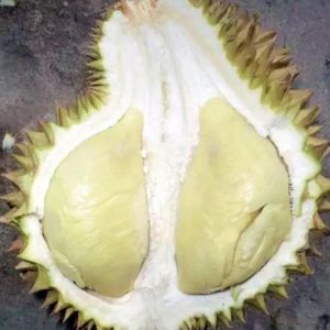 jual pohon buah Bibit Durian Namlung Recomended Cumasi Daging Super Tebal Bergaransi Hld Parepare