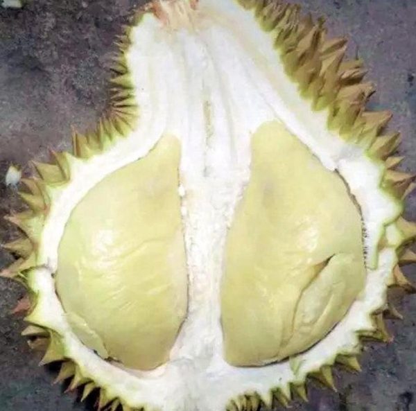 jual pohon buah Bibit Durian Namlung Recomended Cumasi Daging Super Tebal Bergaransi Hld Parepare