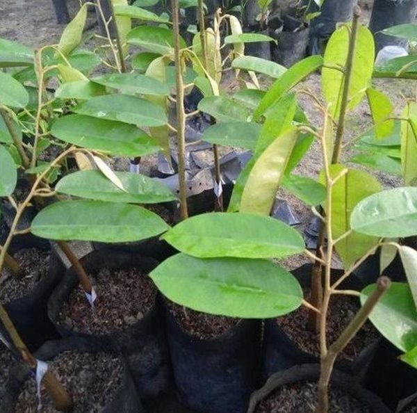 jual pohon buah Bibit Durian Super Tembaga Bangka Buru Selatan