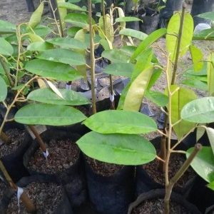 jual pohon buah Bibit Durian Super Tembaga Bangka Tanjung Jabung Timur