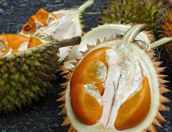 jual pohon buah Bibit Durian Super Tembaga Diskon Khusus Buah Tanaman Orx Tegal