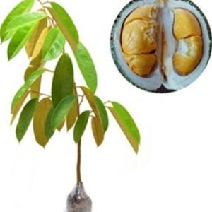 jual pohon buah Bibit Durian Super Tembaga Okulasi Humbang Hasundutan