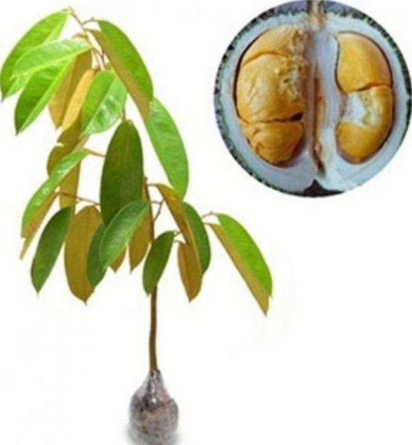 jual pohon buah Bibit Durian Super Tembaga Okulasi Humbang Hasundutan