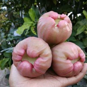 jual pohon buah Bibit Jambu Air Bajang Leang ImportTanaman Jenis Jeneponto