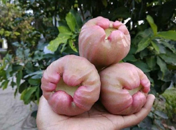 jual pohon buah Bibit Jambu Air Bajang Leang ImportTanaman Jenis Lombok Utara
