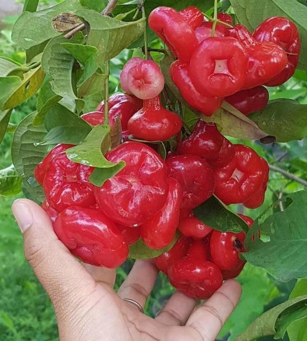 jual pohon buah Bibit Jambu Air Best Hasil Cangkok Tanaman Hias Buah Kancing Citra Merah King Rose Dalhari Pematangsiantar