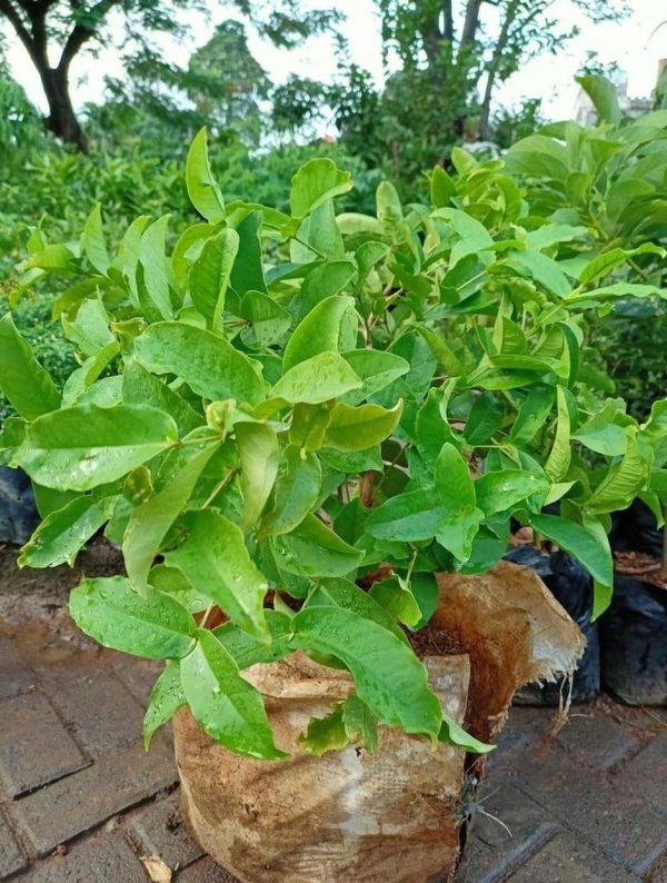 jual pohon buah Bibit Jambu Air Hasil Cangkok Tanaman Hias Buah Kancing Citra Merah King Rose Dalhari Boyolali