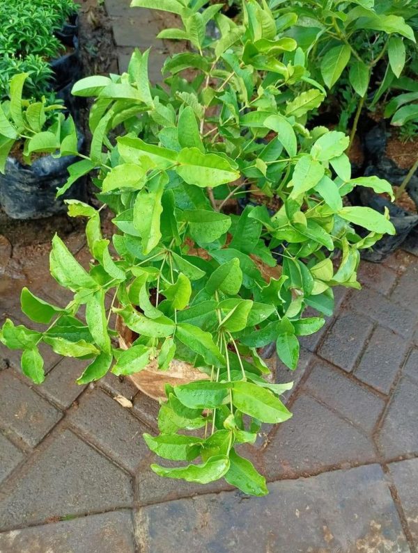 jual pohon buah Bibit Jambu Air Hasil Cangkok Tanaman Hias Buah Kancing Citra Merah King Rose Dalhari Kubu Raya