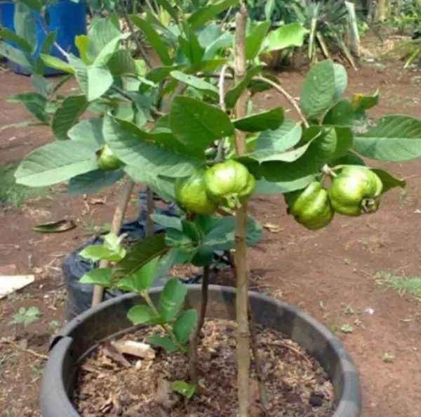 jual pohon buah Bibit Jambu Kristal Buah Okulasi Situbondo
