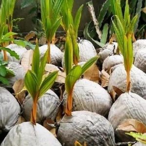 jual pohon buah Bibit Kelapa Gading Jual Kuning Buahnya Kecil Cocok Dijadikan Last Berkualitas Tidore Kepulauan