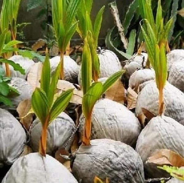 jual pohon buah Bibit Kelapa Gading Jual Kuning Buahnya Kecil Cocok Dijadikan Last Berkualitas Tidore Kepulauan