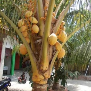 jual pohon buah Bibit Kelapa Gading Pohon Kuning - Tanaman Tanjung Jabung Timur