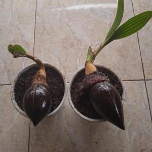 jual pohon buah Bibit Kelapa Gading Sale Minion Muaro Jambi