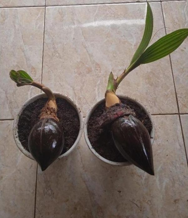 jual pohon buah Bibit Kelapa Gading Sale Minion Muaro Jambi