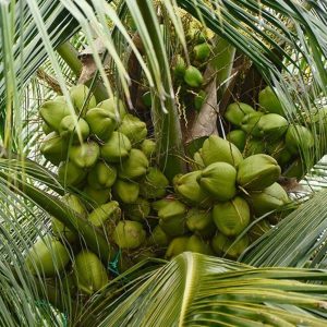 jual pohon buah Bibit Kelapa Hibrida Tanaman Buah Unggul, Murah, Bergaransi Situbondo
