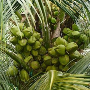 jual pohon buah Bibit Kelapa Hibrida Terlaris Tanaman Buah Unggul, Murah, Bergaransi Cod Sambas