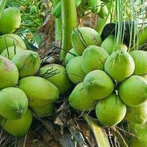 jual pohon buah Bibit Kelapa Kopyor New Hijau Genjah, Buahnya Besar, Banyak Stok Terbatas - Agrotani Sumbawa Barat
