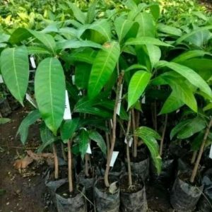 jual pohon buah Bibit Mangga Irwin Terlaris Hasil Okulasi Aceh Tengah